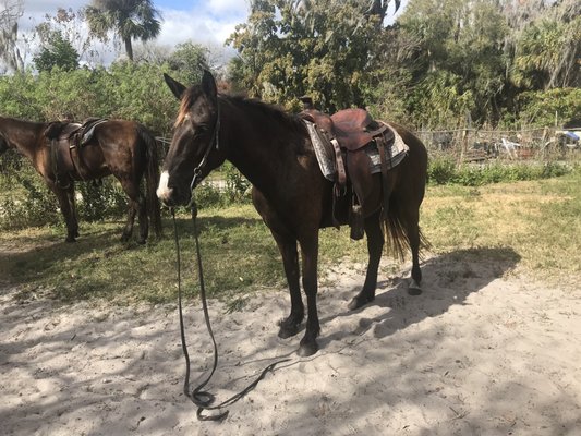 Experience the Beauty of Old Florida on Horseback Trail Rides