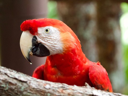 Experience Wildlife Conservation at Brevard Zoo