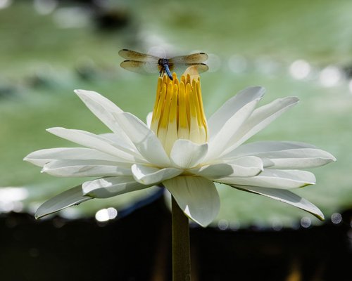 McKee Botanical Garden: A Natural Oasis in Vero Beach, FL