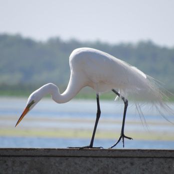 Review of Kissimmee Lakefront Park