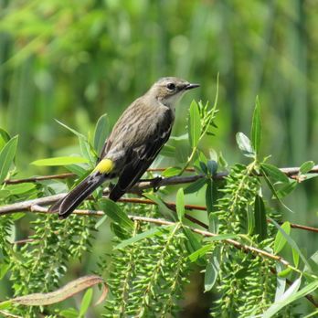 Review of Kissimmee Lakefront Park