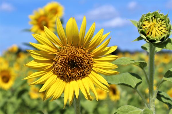 Sledds U Pick: A Fun-Filled Day at the Pick Your Own Farm