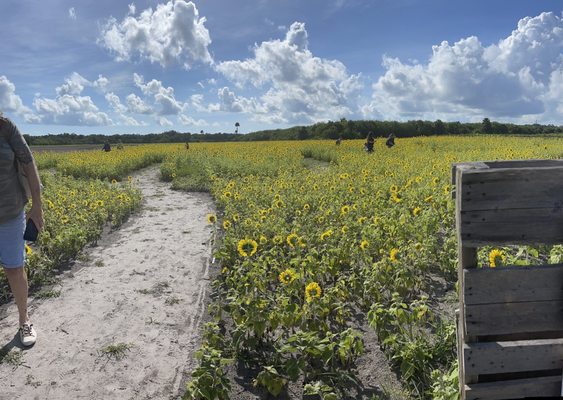 Sledds U Pick: A Fun-Filled Day at the Pick Your Own Farm