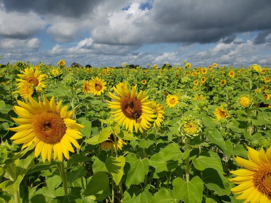 Sledds U Pick: A Fun-Filled Day at the Pick Your Own Farm