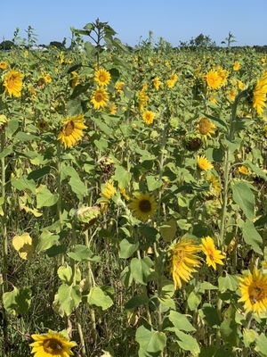 Sledds U Pick: A Fun-Filled Day at the Pick Your Own Farm