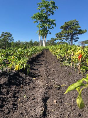 Florida Field To Forks - A Farm-to-Table Experience in Malabar, FL