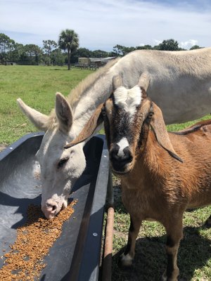 Florida Field To Forks - A Farm-to-Table Experience in Malabar, FL