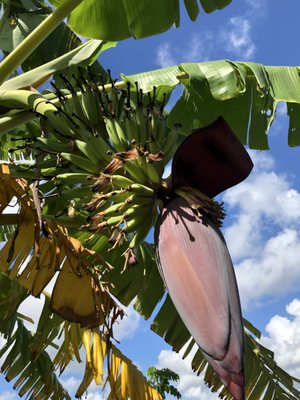 Florida Field To Forks - A Farm-to-Table Experience in Malabar, FL