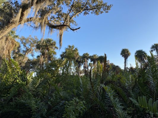 Lagoon Greenway in Vero Beach, FL: A Scenic Oasis for Hiking and Nature Enthusiasts