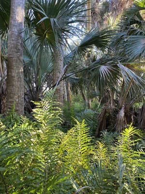 Lagoon Greenway in Vero Beach, FL: A Scenic Oasis for Hiking and Nature Enthusiasts