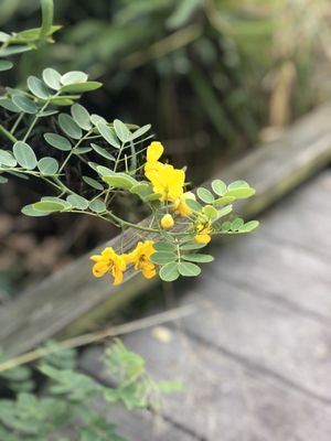 Lagoon Greenway in Vero Beach, FL: A Scenic Oasis for Hiking and Nature Enthusiasts