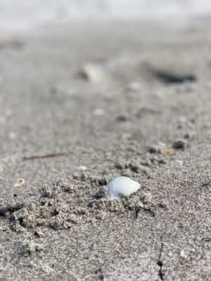 Lori Wilson Park - A Secluded Gem in Cocoa Beach