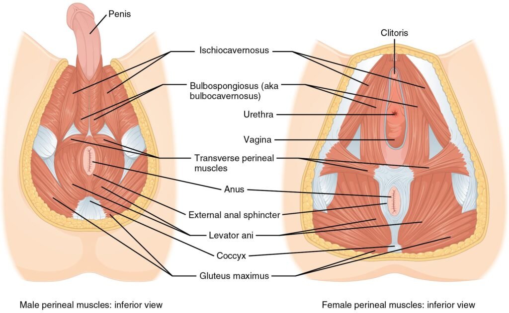 LISTEN: Pelvic Floor Dysfunction Is ‘Always Treatable,’ Doctor Says on Putting Your Health First