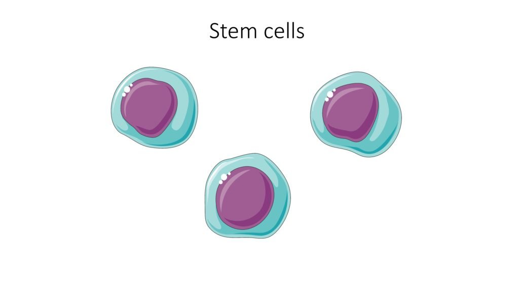 Stem Cells, Fluid Physics on International Space Station Will Be Next Cargo Mission Ahead of Launch