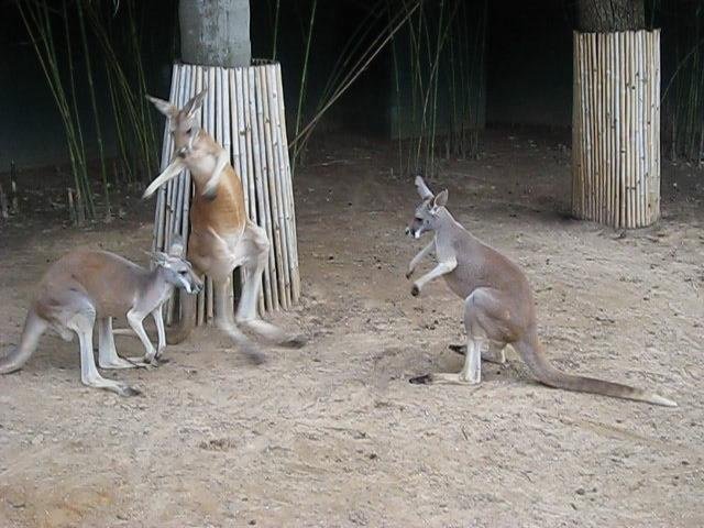 Brevard Zoo Welcomes Three New Galapagos Tortoises at the Kangaroo Walkabout