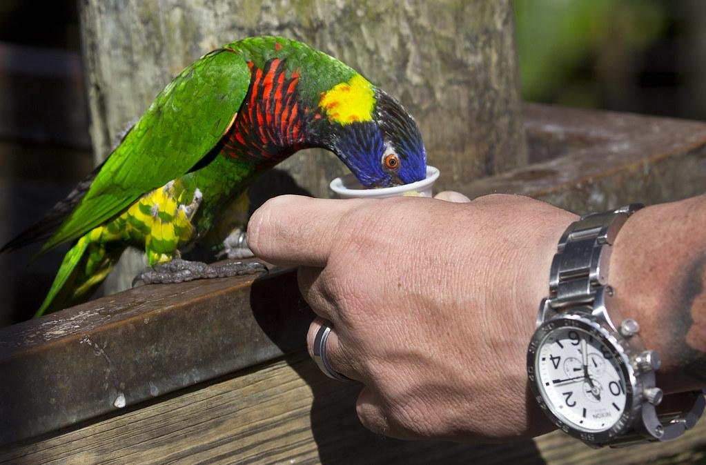 WATCH LIVE: Brevard County Commission to Hold Meeting in Viera on Tuesday