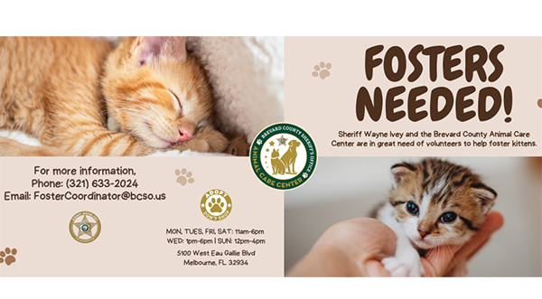 SHERIFF IVEY: Brevard County Animal Care Center Urgently Seeks Foster Volunteers for Kittens