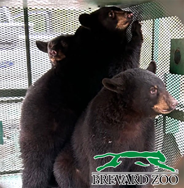 Five Rehabilitated Florida Black Bear Cubs Head Home From Brevard Zoo