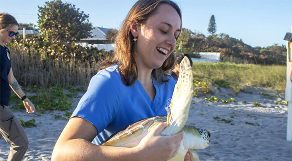 Brevard Zoo Releases 'Poppy' the Juvenile Green Sea Turtle After 11-Month Rehab
