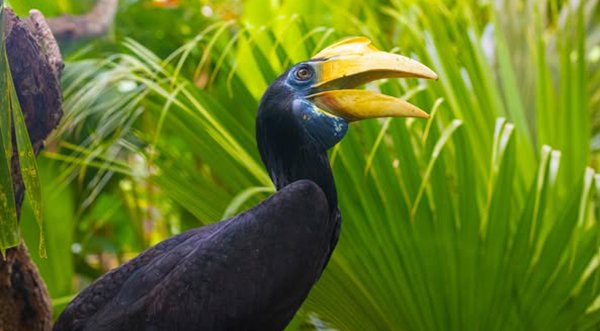 Brevard Zoo's 31-Year-Old Wrinkled Hornbill Morticia Euthanized Following a Severe Health Decline