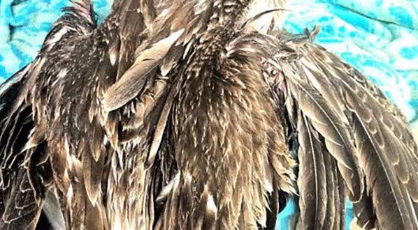 Florida Wildlife Hospital Offers $10,000 Reward for Information Leading to Prosecution of Perps Abusing Pelicans