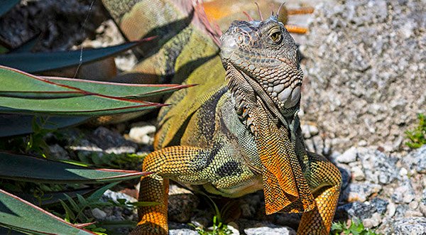 Florida Fish and Wildlife Officials Remind Residents Cold Weather Impact Wildlife Too