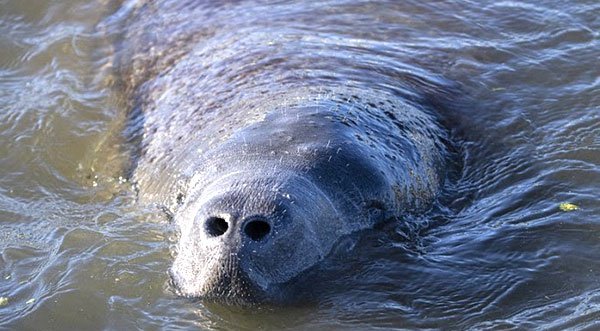 Manatees Across Space Coast Huddle Up in Warmer Water Sites, Need Water Temps of 68 or Higher to Survive