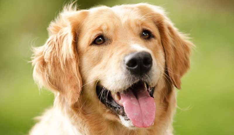 New Year’s Eve Night is Filled With Loud Noises, Tips on How Keep Your Dog Safe and Calm