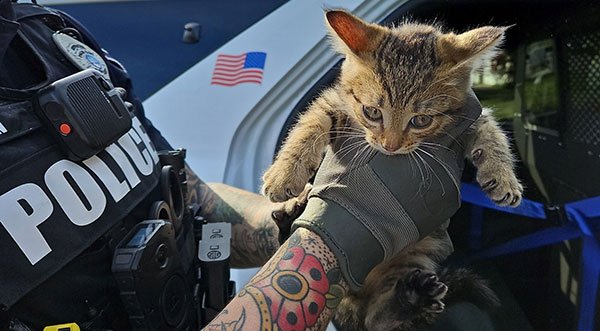 Palm Bay Police Rescue Kitten Struck by Vehicle, Trapped in Engine Compartment
