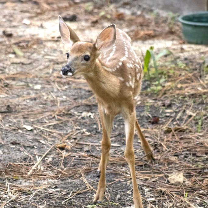 Brevard Zoo's 2024 Year in Review - Most Memoriable Moments of the Year