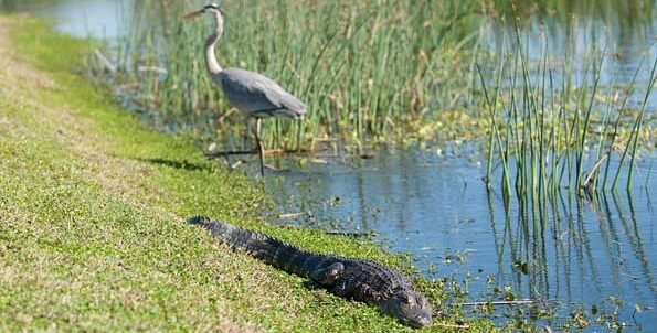 Brevard Zoo’s Wetlands Kayaking Celebrates Diverse Ecosystems, Special Event Set Feb. 2