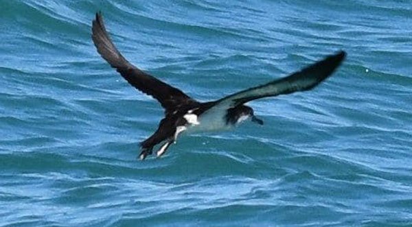 Florida Wildlife Hospital Confirms Positive Cases of Avian Influenza, Taking Extra Precautions to Protect Patients