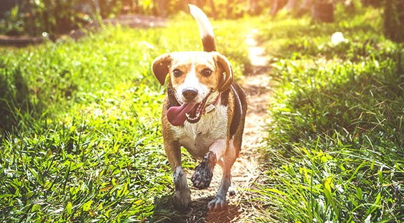 Veterinarians Encourage You to Make New Year’s Resolutions With Your Pets in Mind