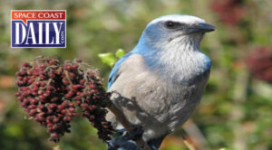 Space Coast Birding and Wildlife Festival Set January 22-26 in Cape Canaveral