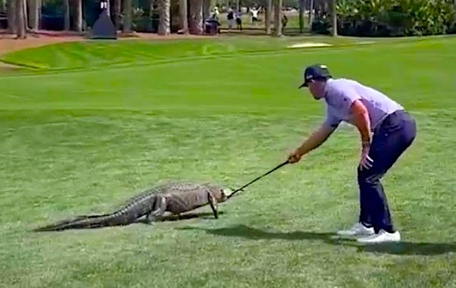 Space Coast Sports Hall of Fame's Billy Horschel Faces Off Against Alligator at Cognizant Classic—And Wins!