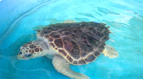 Brevard Zoo's Sea Turtle Healing Center Set to Release Loggerhead Sea Turtle at Paradise Beach