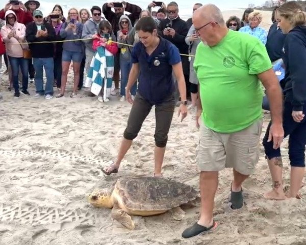 WATCH: Rehabbed Loggerhead Turtle Released Near Howard E. Futch Memorial Park in Melbourne