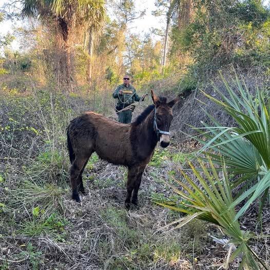 🚨🐴 Or should we say...🐴🫏? Deputies were called to wrangle a runaway "horse" on I-95 near Mims, only to discover the...