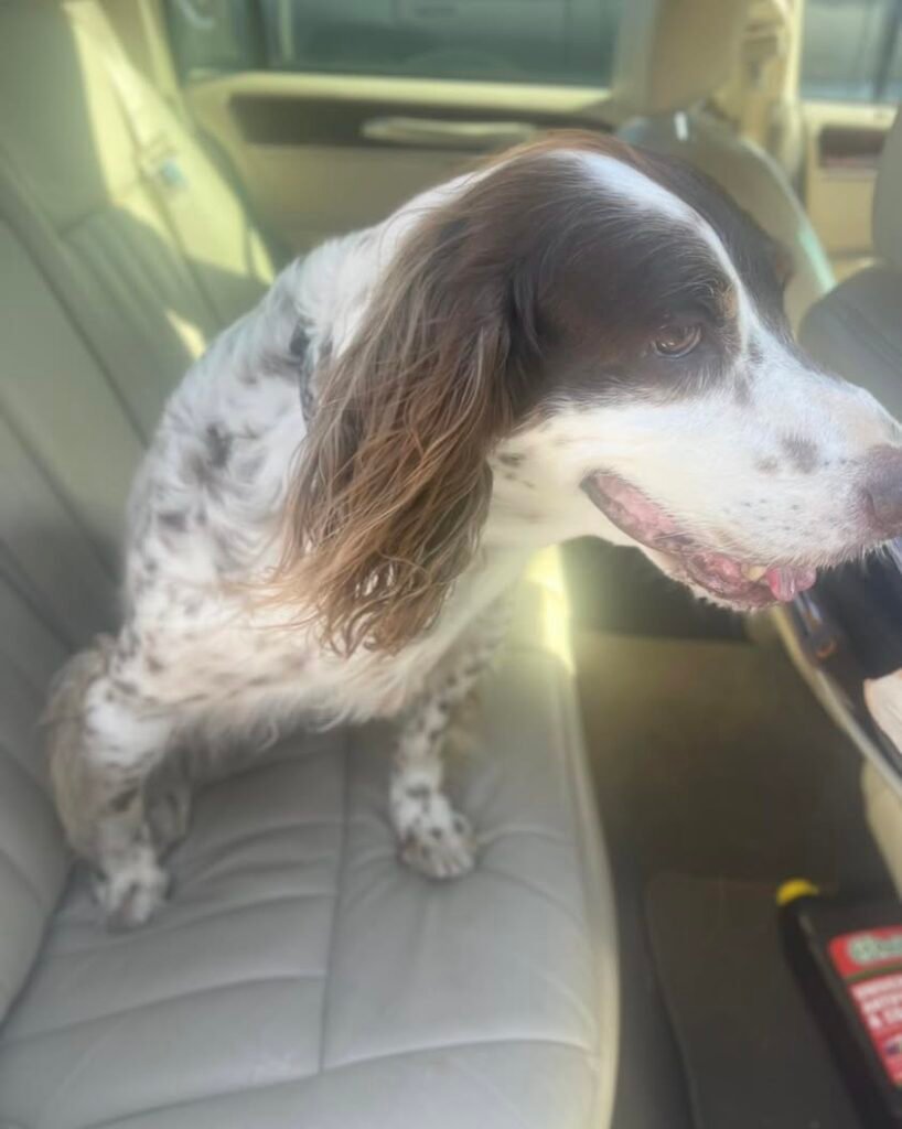 Need help finding Memphis’ owners. Found him running down Wickham Rd close to Aurora. Called the phone number and no one...