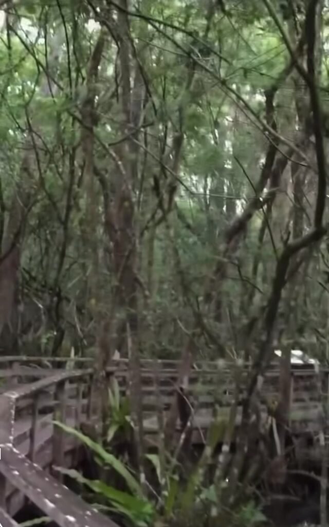 Incredible yet terrifying Florida Panther encounter for one woman at Corkscrew Sanctuary.  (Survival skills: 0  Camera s...