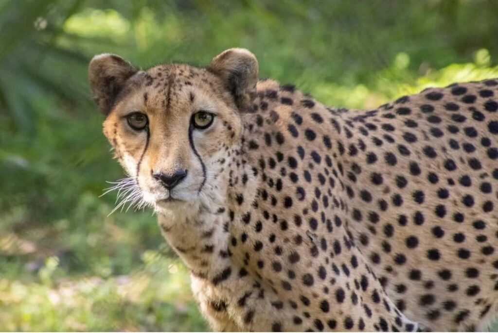 Within one week, both Pepper (16) the cheetah, and Doc the giraffe (22) passed away at the Brevard County zoo.