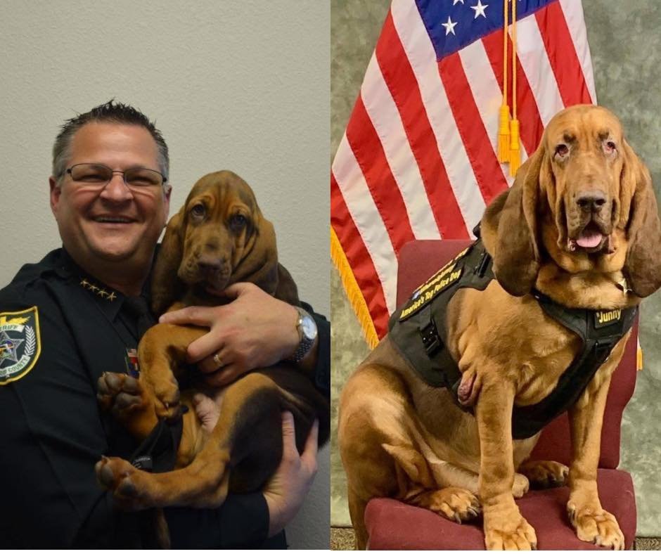 Beloved BCSO K-9 Junny Passes Away at Age 10 Today, Brevard County mourns the loss of one of its most beloved public ser...