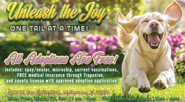 FREE PET ADOPTIONS: Brevard County Animal Services Offering Free Adoptions For the Month of March