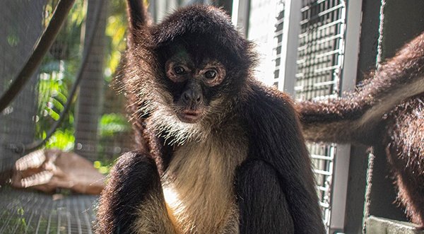 Young Spider Monkey Sully Loses Arm After Injury at Brevard Zoo, Animal Care Team Immediately Came to Aid