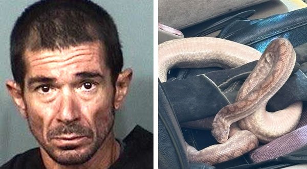Cape Canaveral Man Found With Rainbow Boa Constrictor Riding Shotgun, Arrested for Illegal Dumping in Brevard County