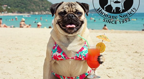 Brevard Humane Society to Host Annual East Coast Dog Surfing Festival on Cocoa Beach This Easter