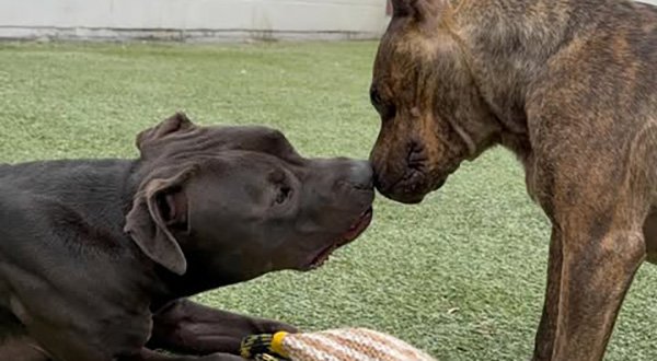 ADOPTABLE PETS: 'Shaw' and 'Moana' Seek Furever Home at The Dog Spot Hotel in Melbourne