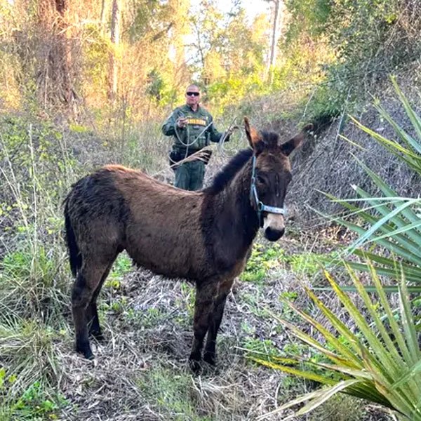 Brevard County Deputies Save Loose Ass on I-95 Near Mims