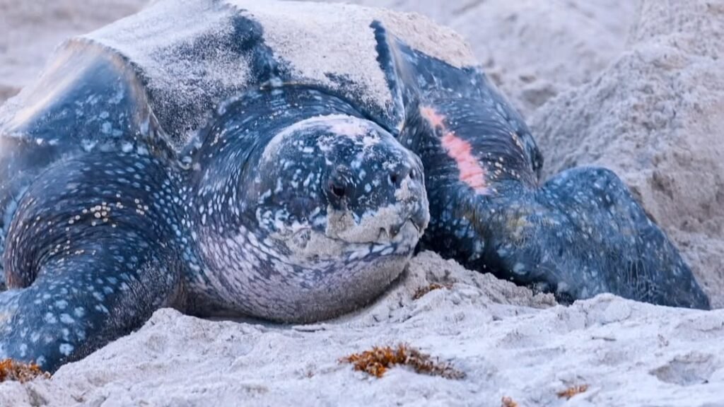 Leatherback sea turtle laying eggs 6:30pm Monday evening 4/7/25 Satellite Beach