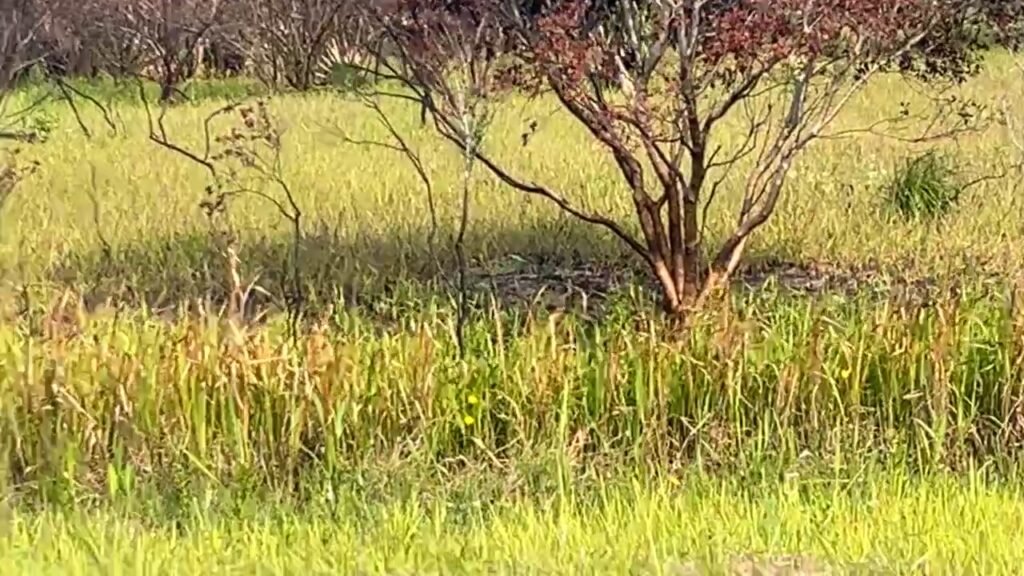Six brush fires in the Palm Bay compound